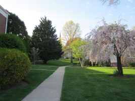 Courtyard in blissful spring bloom!