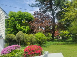 Sideyard with flowering plants and evergreens