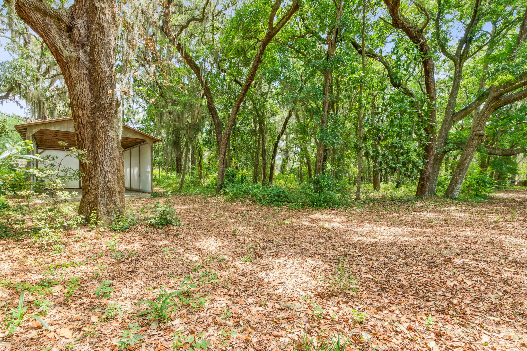 Backyard