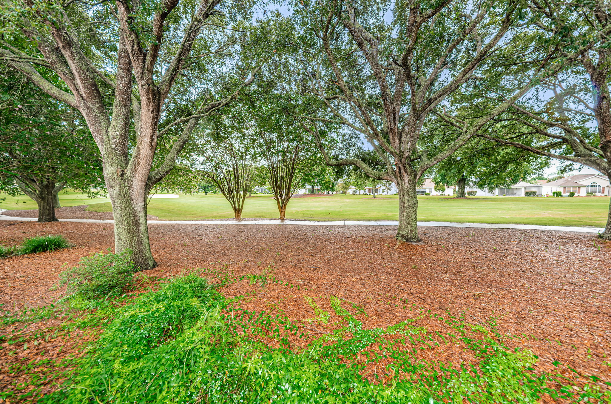 Backyard6 View