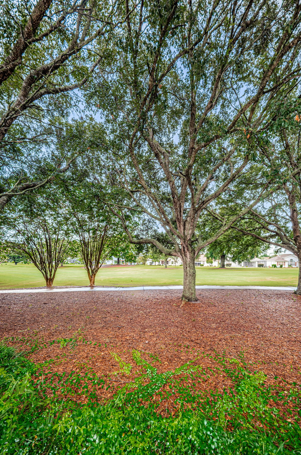 Backyard7 View