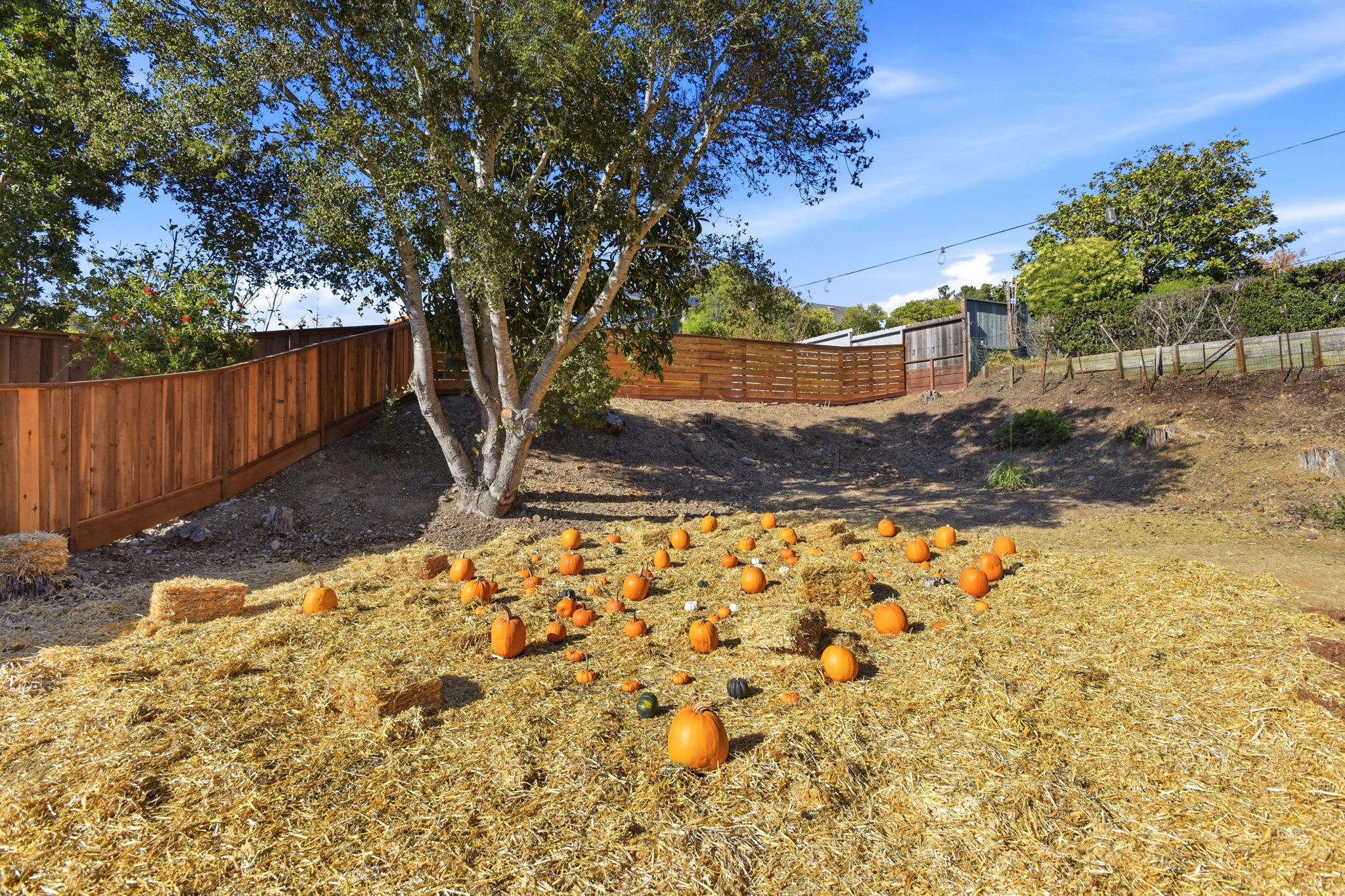  Photo 58