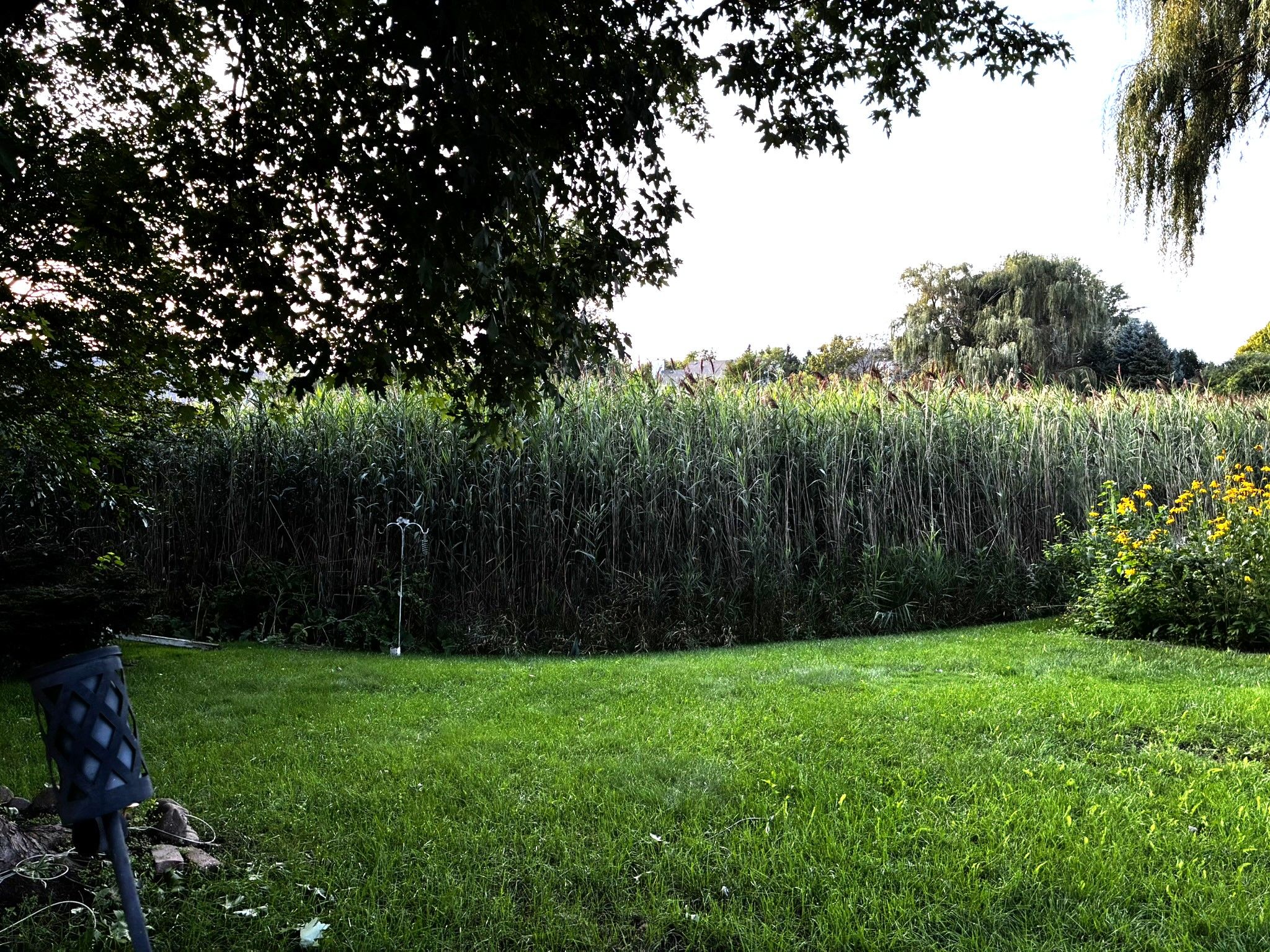 View of Wetlands in Backyard