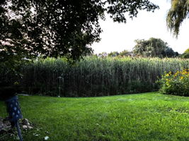 View of Wetlands in Backyard