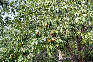  Photo 49