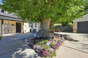 Fairy-Tale Tree at Front Enterance