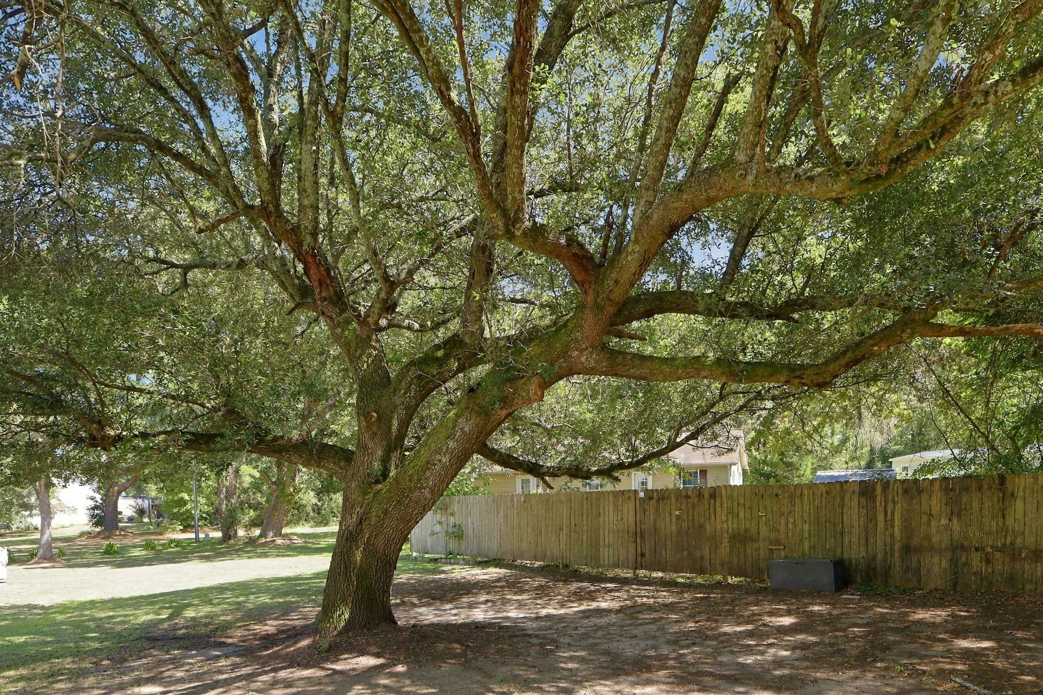 Huge Live Oak Tree & Backyard Fence