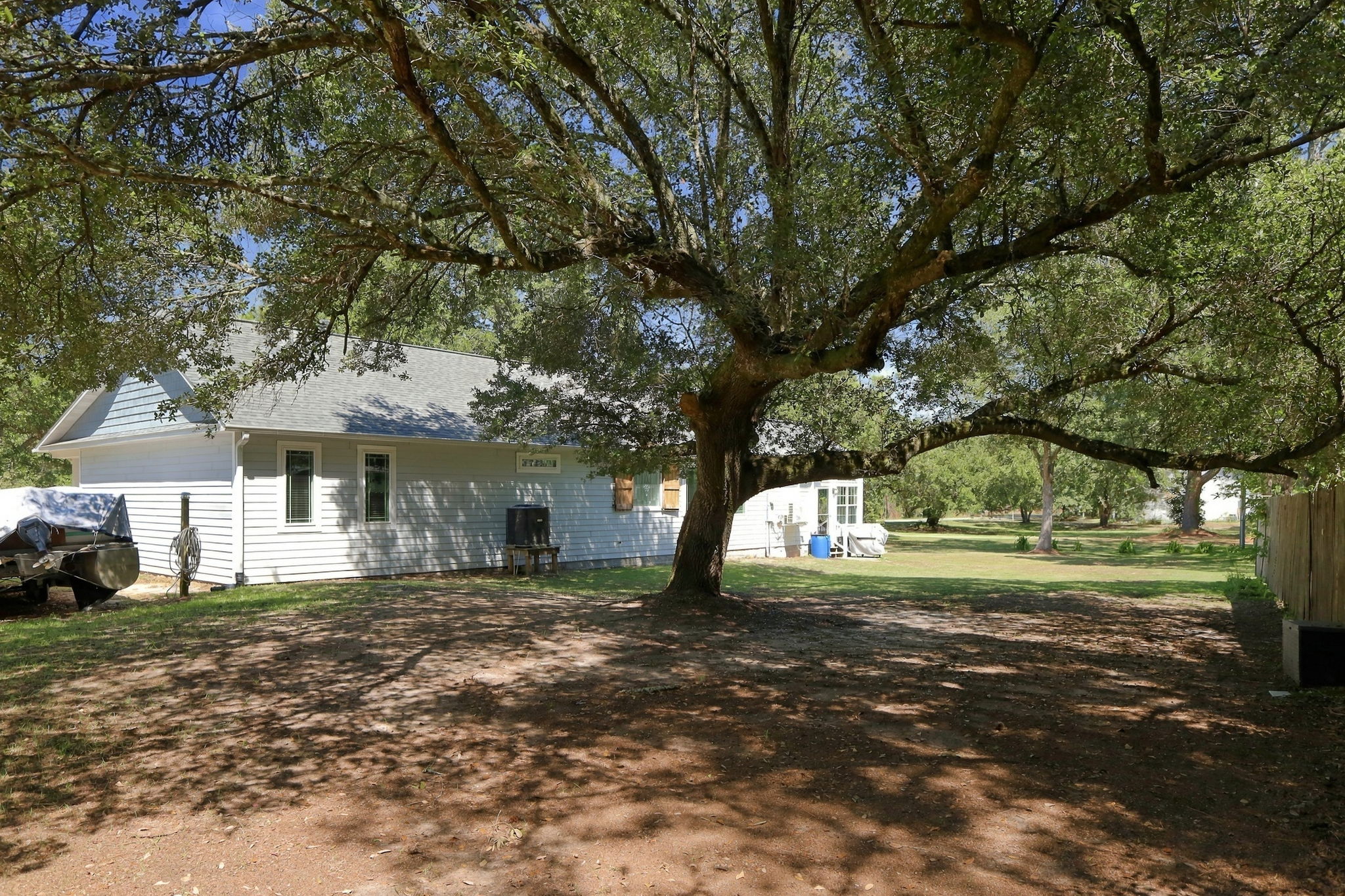Backyard Live Oak