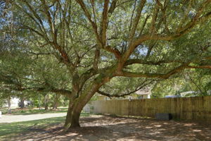 Huge Live Oak Tree & Backyard Fence