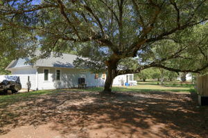 Backyard Live Oak