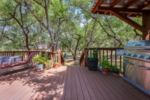 Back View Among the Trees