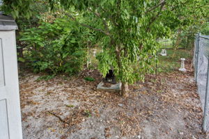  Photo 49
