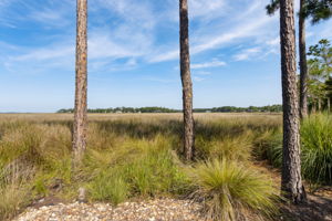 Marsh View