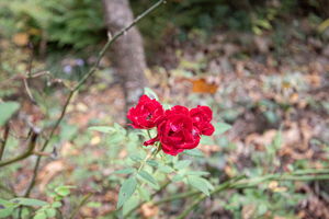 Photo 36
