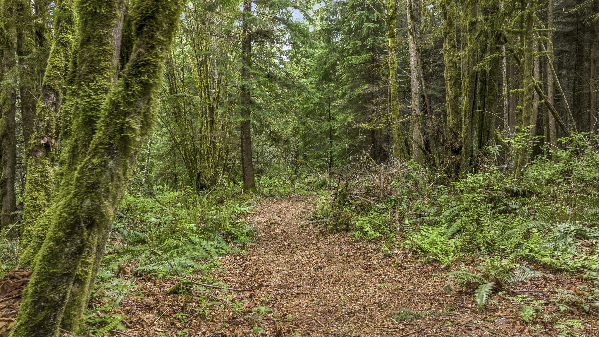 There is even a walking trail on the property to explore your 1.2+ acres!