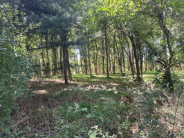 Wooded Portion Of The Lot Beyond The Fence