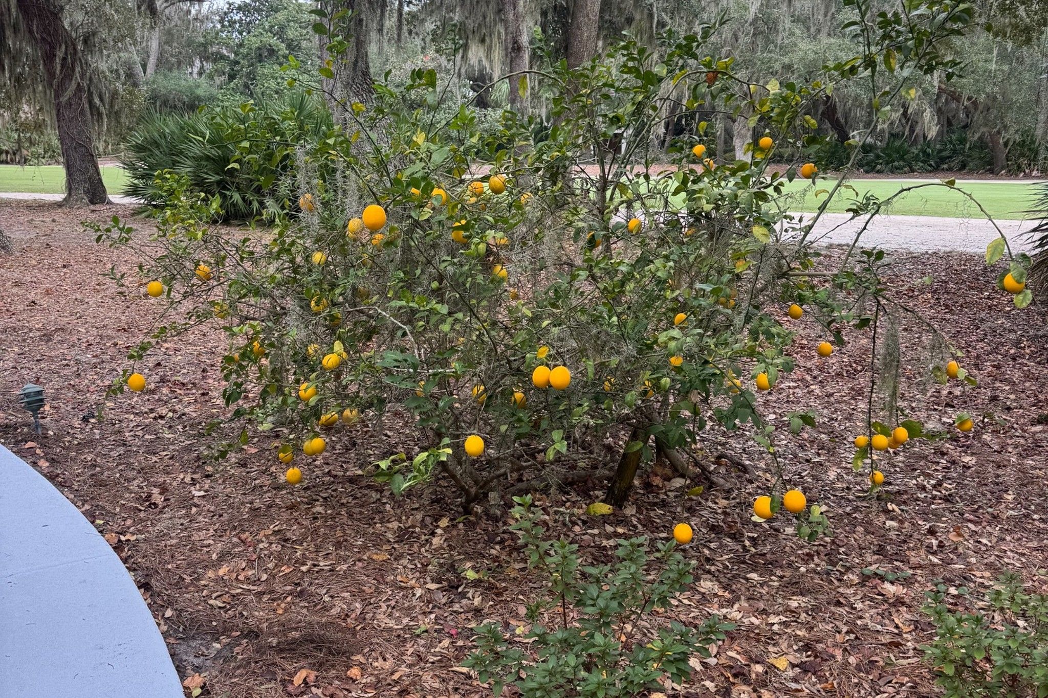 ... and even a lemon tree that produces hundreds of lemons!