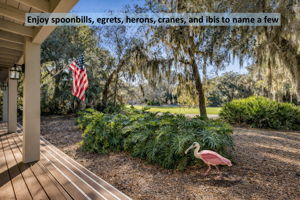 ... while birdwatching the many visiting waterfowl, including spoonbills, egrets, herons, cranes, and ibis.