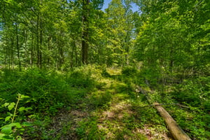IMG03932.jpg
