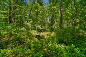 IMG03946.jpg