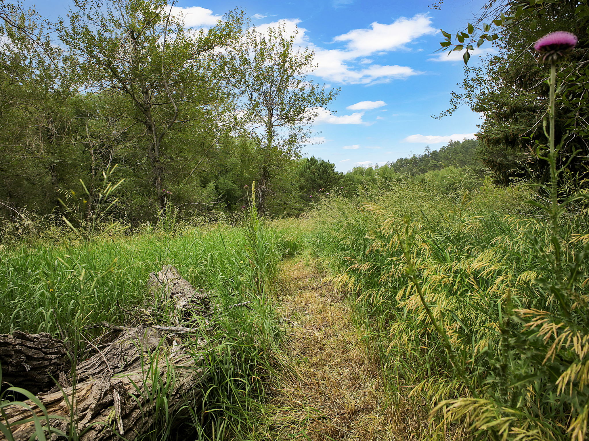 Lush vegetation.
