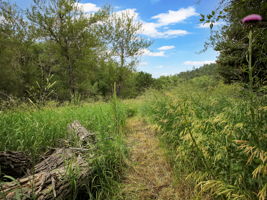 Lush vegetation.