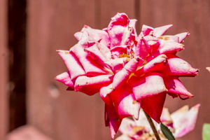  Photo 35
