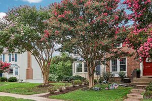Hedgerow Ter-S2907-004.jpg