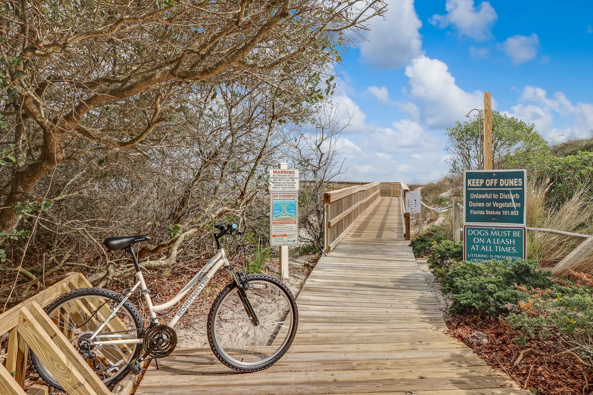 Beach Wood