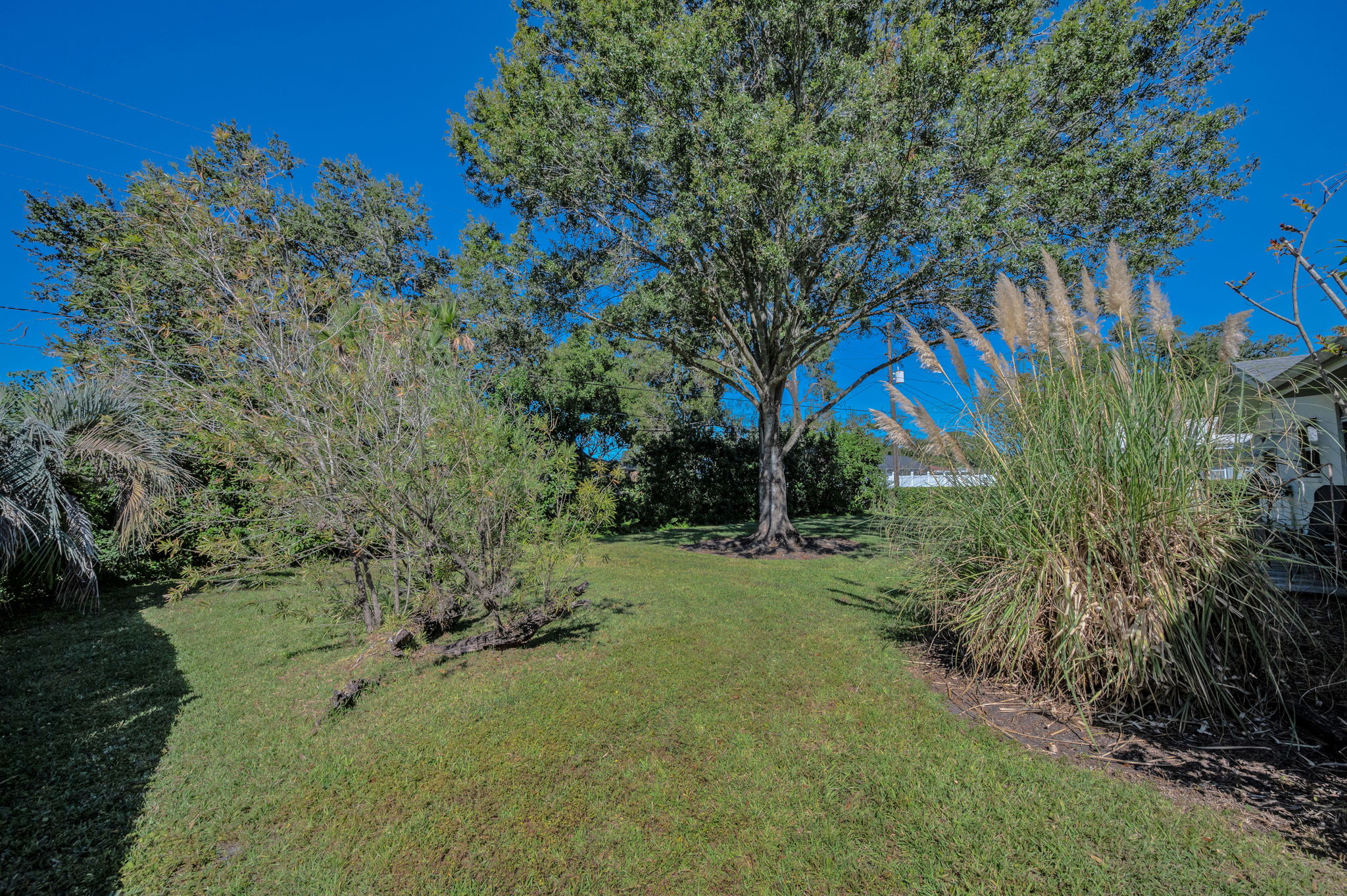 Backyard6