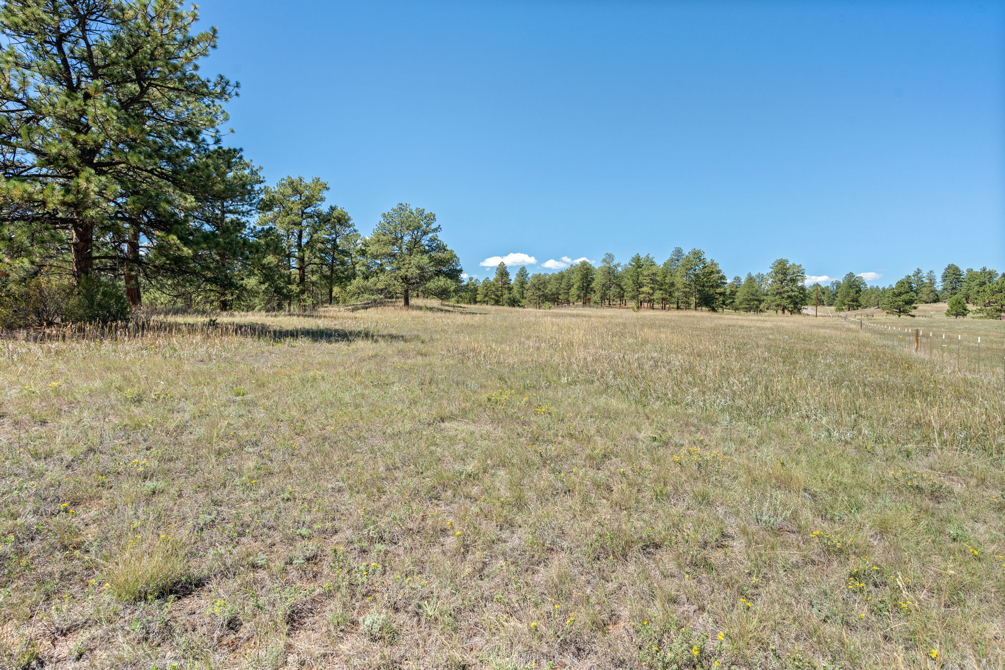 Open meadow