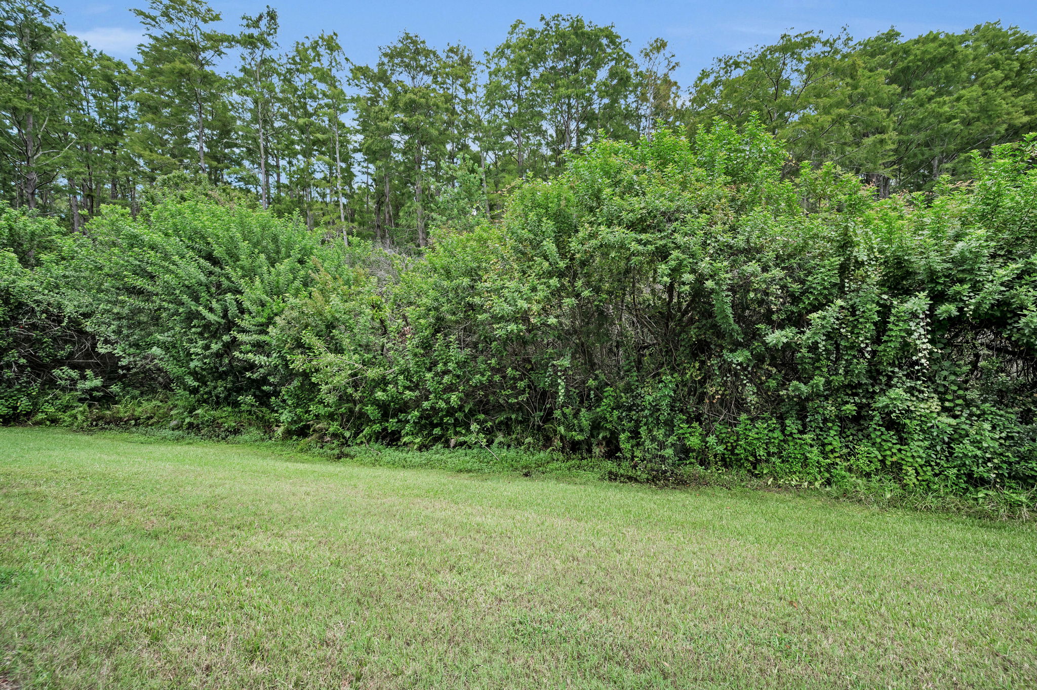 Backyard1