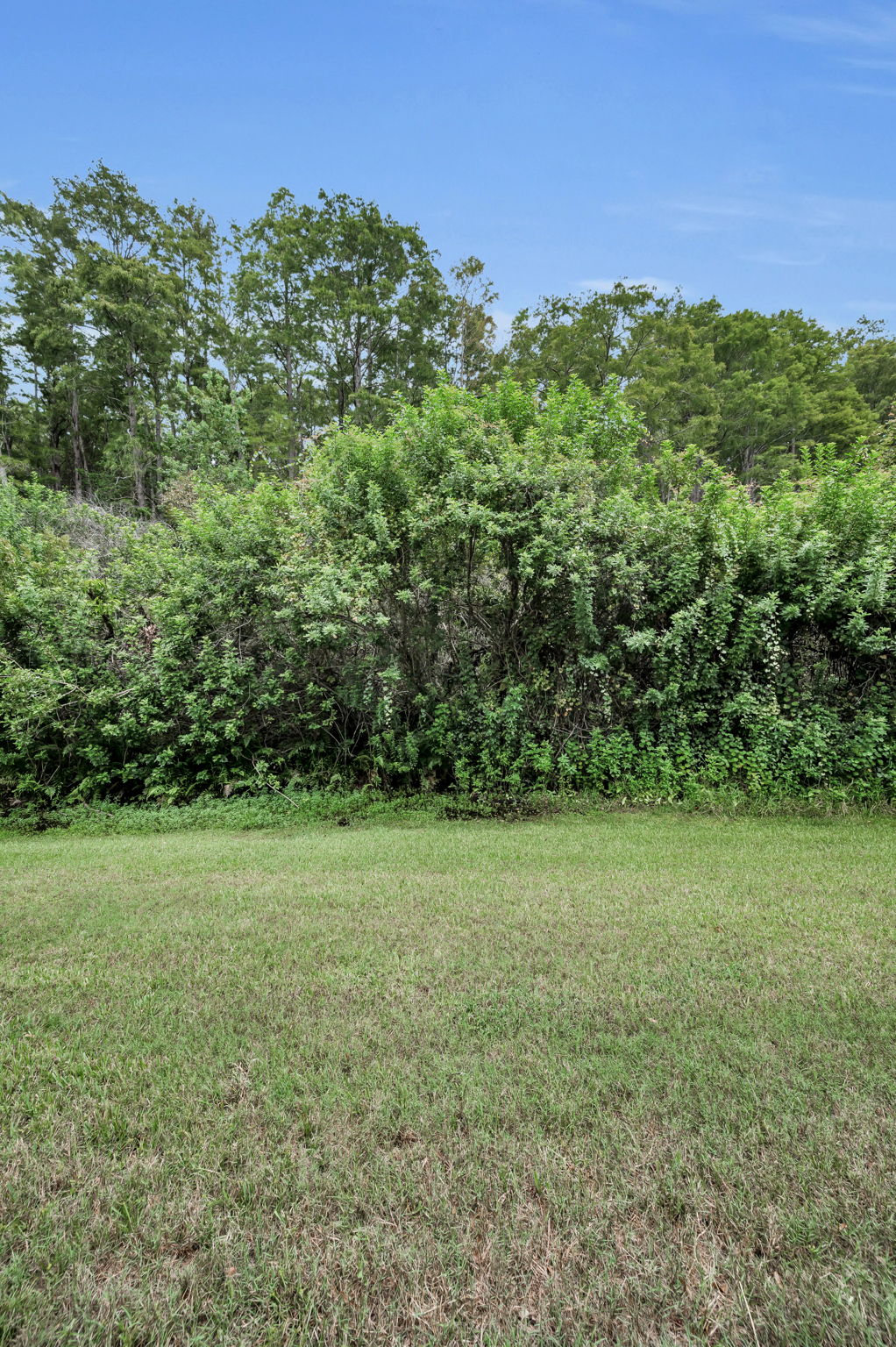 Backyard2