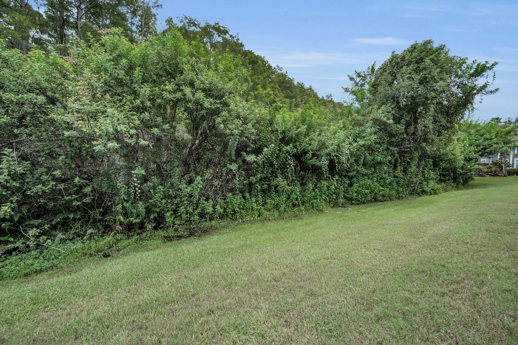 Backyard3