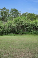 Backyard2