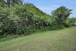 Backyard3