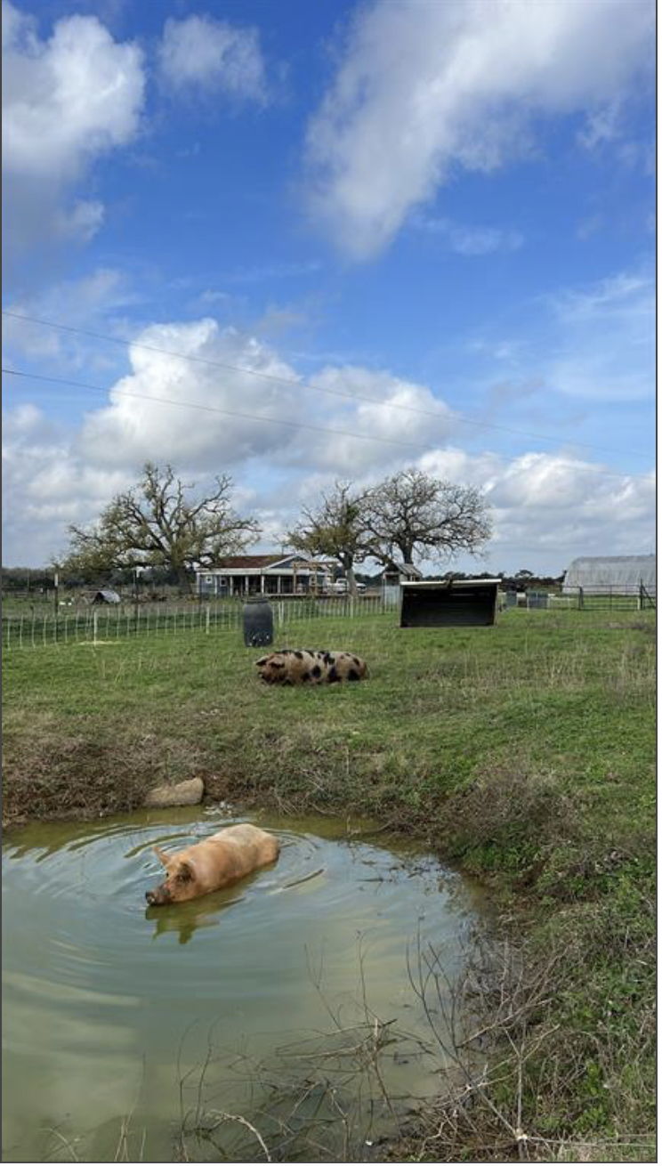 Throwback photo to when the farm was in full swing.