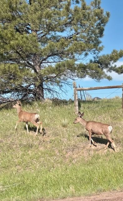 Deer Visitors