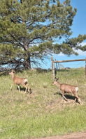 Deer Visitors