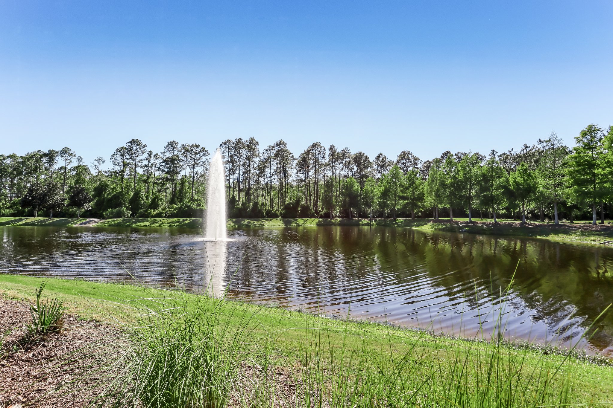 Coastal Oaks