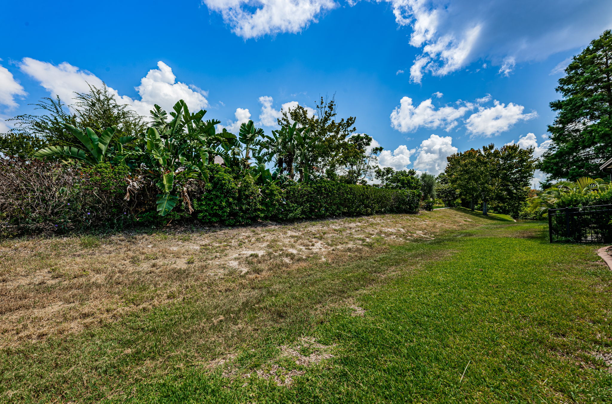 Backyard1