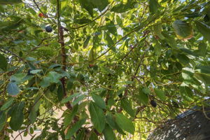  Photo 40