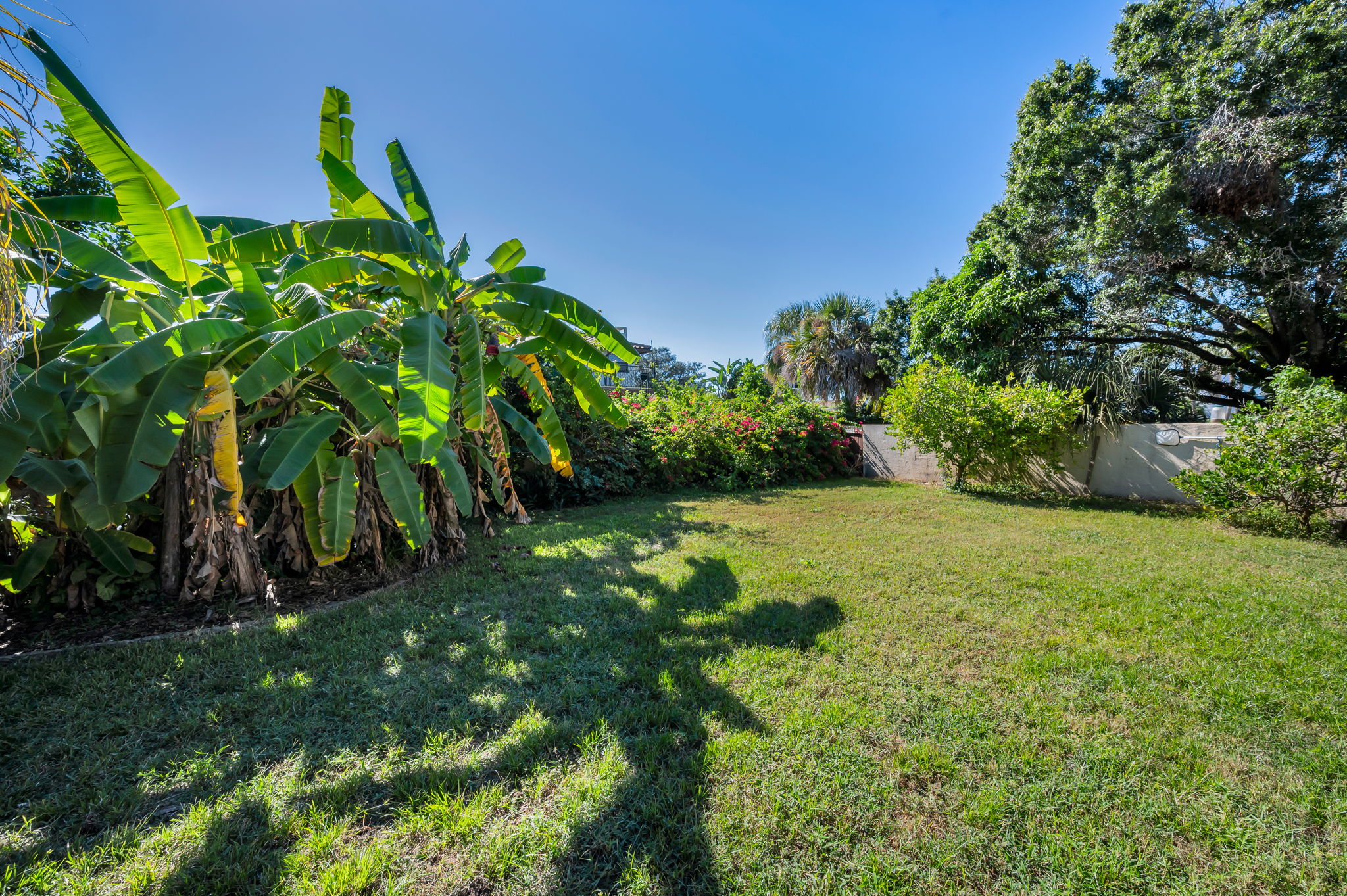 Backyard1
