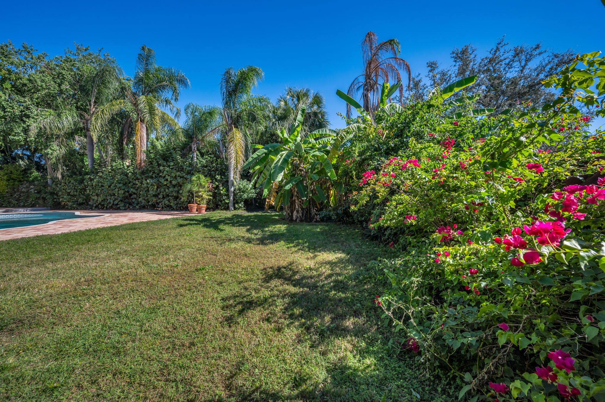 Backyard3