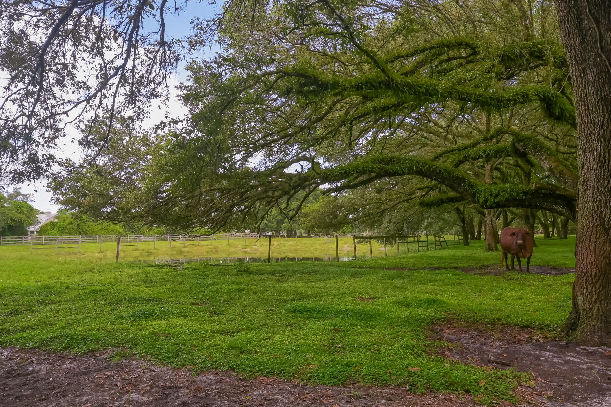 15635 Angelica Dr, Alva, FL 33920, USA Photo 12