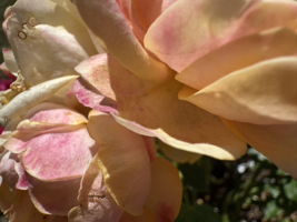  Photo 52