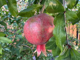  Photo 43