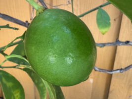  Photo 46