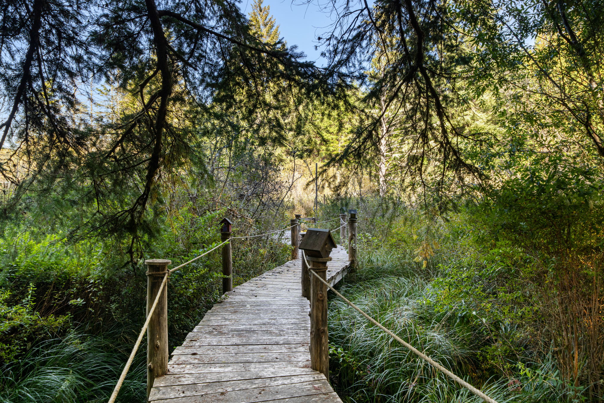 Dreamy path to the dock