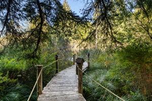 Dreamy path to the dock